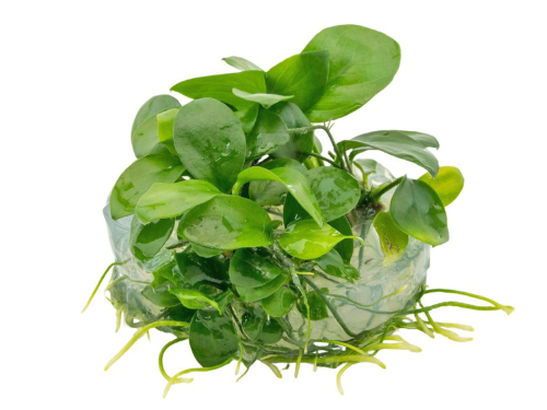 Zwerg-Speerblatt - Anubias barteri nana in vitro